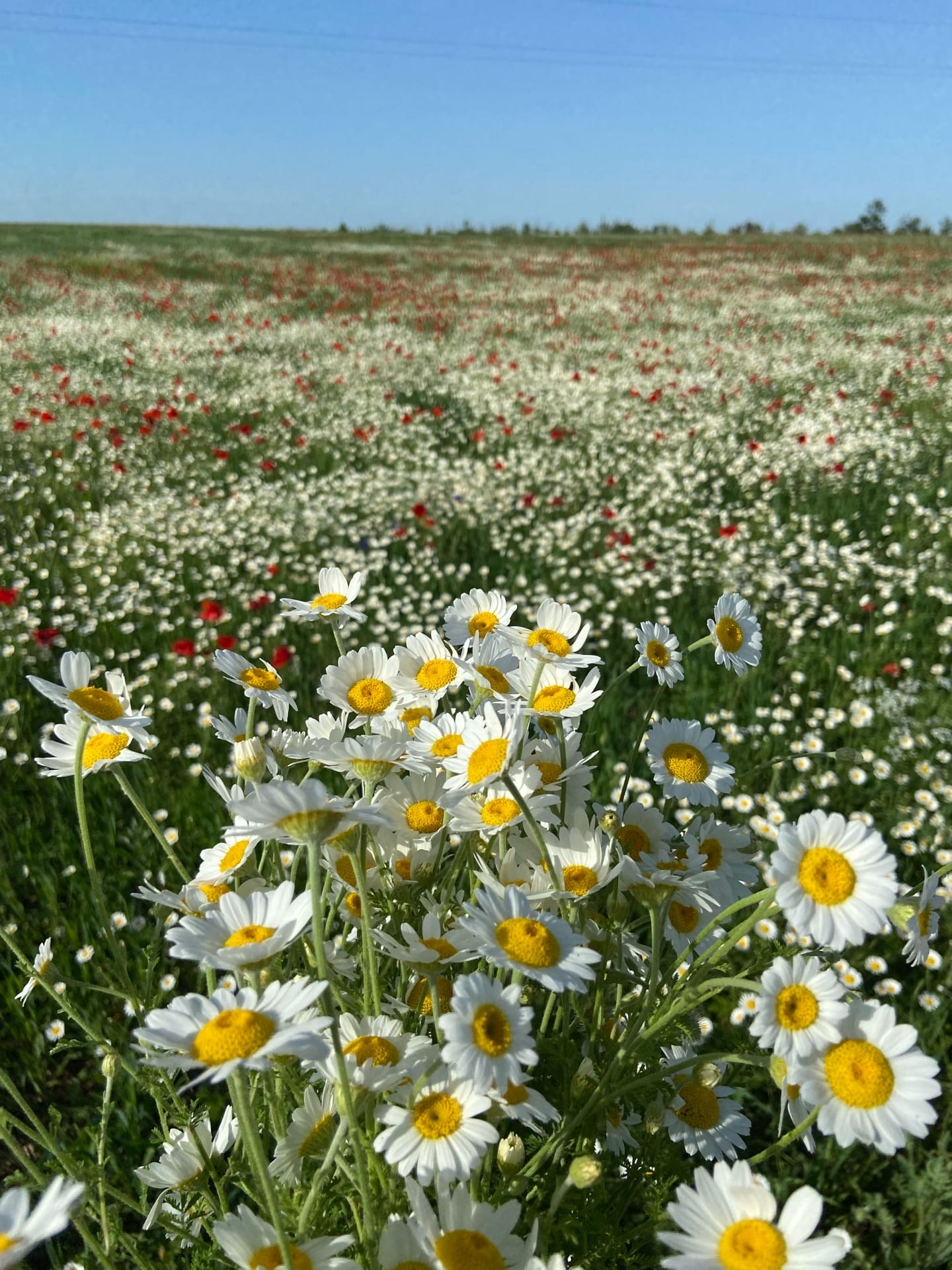 что цветет в крыму в июне
