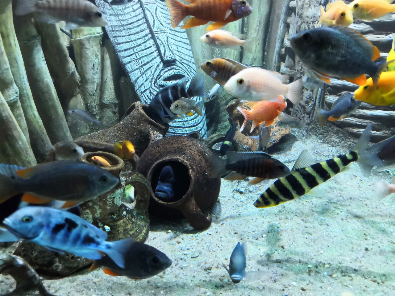 Достопримечательности  на отдыхе в Песчаном - аквариум